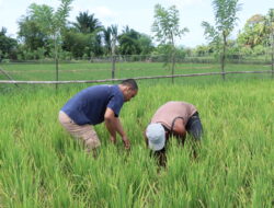 Puluhan Hektare Sawah Warga di Nagan Raya Mati Akibat Kekeringan.