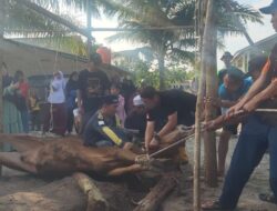 Tepat Hari Ke 2 Tasrik Pondok Pesantren Nurul Hikmah Al Azhar Air Ruai Kec.Pemali,Giat Melakukan Pemotongan 3 Ekor Hewan Qurban